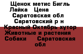 Щенок метис Бигль-Лайка › Цена ­ 1 700 - Саратовская обл., Саратовский р-н, Красный Октябрь хутор Животные и растения » Собаки   . Саратовская обл.